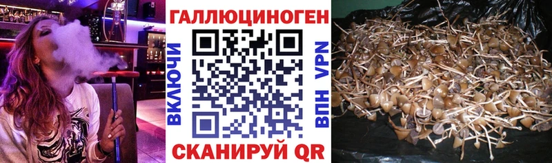Галлюциногенные грибы Psilocybe Рассказово